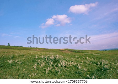 Field pictures. Beautiful Nature Landscape Cartoon Illustration With Flowers Green