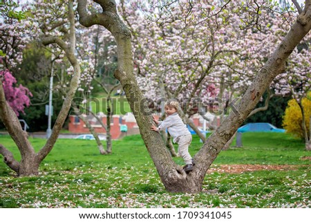 Child, boy in spring park with blooming magnolia trees on sunset
