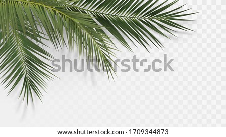 Palm branches in the corner, tropical plants decoration element Royalty-Free Stock Photo #1709344873
