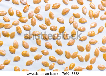 on a white background spread out pumpkin seeds an abstract picture for the background