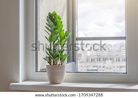 Green Zamioculcas plant on the windowsill of a sunlit room, in the distance the urban background, many residential buildings Royalty-Free Stock Photo #1709347288
