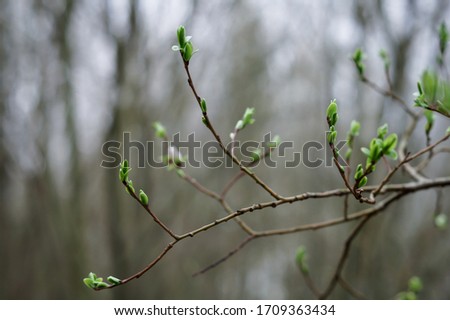 The young shoots of a tree in spring