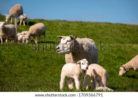 Lambs and Sheep on the dutch dike by the lake IJsselmeer,Spring views , Netherlands Noordoostpolder Flevoland