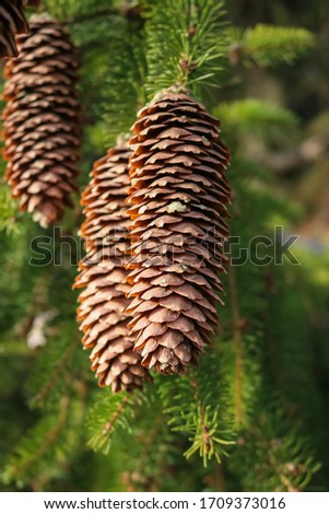 Three beautiful pine cones on a fir tree in the forest.