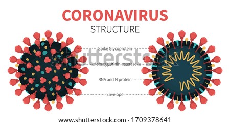 Close-up vector illustration of COVID-19 internal and external structure showing Spike Glycoprotein, Hemagglutinin-esterase, RNA and N protein and Envelope. Anatomy of red coronavirus with description Royalty-Free Stock Photo #1709378641