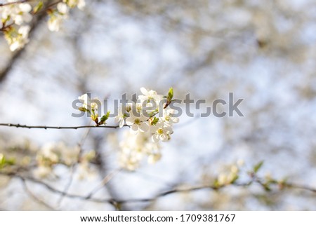 Blooming of cherry in spring
