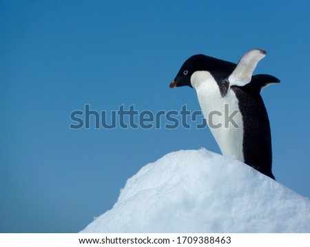 Profile of a single adelie penguin flapping its wings on the ice in Antarctica
