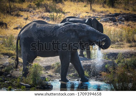 elephant in the water drinking