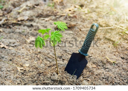 Arbor day - planting a young seedling tree and garden supplies tools. Royalty-Free Stock Photo #1709405734