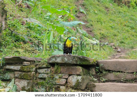 quiet toucan in Colombian jungle