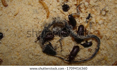 mealworms (Larvae and Adult)
Insects : meal worms eating lizard carcass . superworms
larva, larvae  Stages of the meal worm  - the life cycle of a mealworm, super worm , superworms, super worms.
bugs.