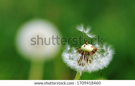 Close up Dandelion seed head with blurry natural background. Free space for text.
