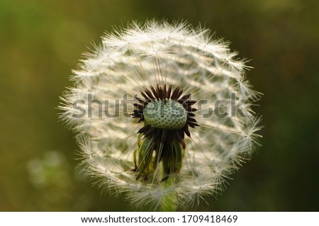 Close up Dandelion seed head with blurry natural background. Free space for text.