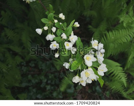 White Apple blossoms on a background of green leaves and ferns in the Park.