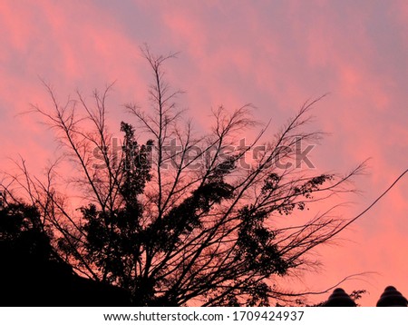 tree silhouette with pink sunset at the background
