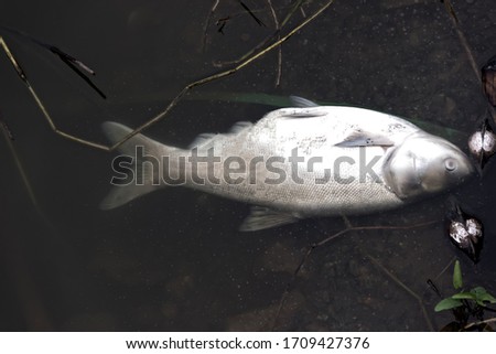 Dead Silver carp (Hypophthalmichthys molitrix) in pond surrounded by mussels (Anodonta). Fish farming and death from lack of oxygen and water pollution in Southeast Asia Royalty-Free Stock Photo #1709427376