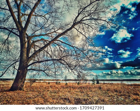 A large lone tree in a Park in winter against a blue sky with white clouds