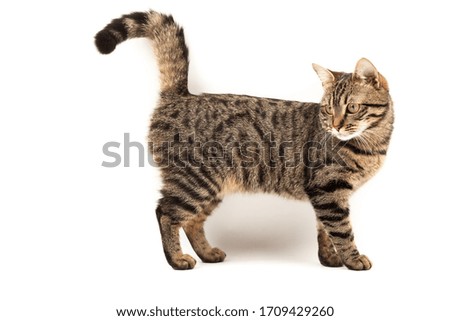Satisfied striped young cat stands. Isolated on abstract blurred white background. Veterinary and advertising mockup. Detailed studio closeup Royalty-Free Stock Photo #1709429260