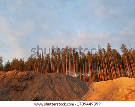 photo of a pine forest at sunset, on a wide-angle lens