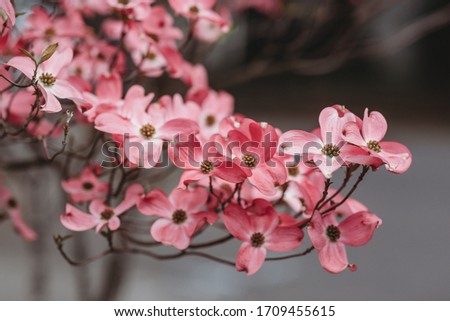 Cornus florida rubra Tree with pink flowers in spring Park. Spring flowering tree close-up. Spring blossom background. Spring flowers.Beautiful blooming tree. Rare flowering tree. Royalty-Free Stock Photo #1709455615