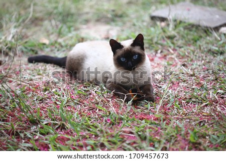 siamese cat playing in the yard