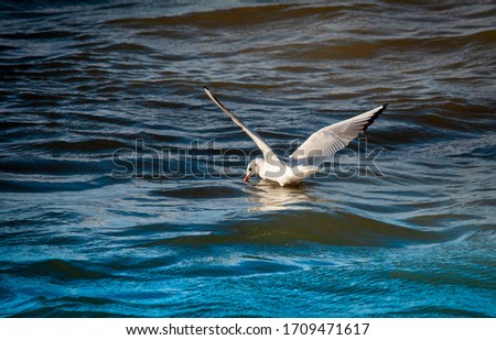 Seagull flying over the sea in the blue sky 2020