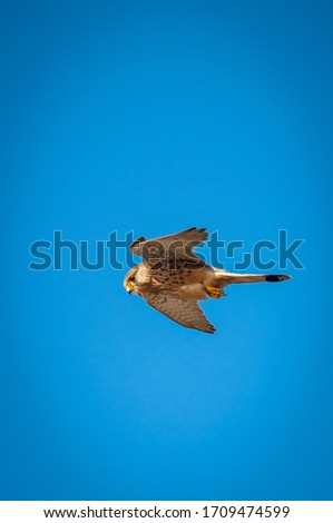 flying hawk with blue sky in the background