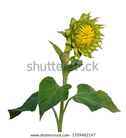   Beautiful sunflower isolated on white background.                             