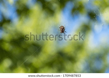 Spider in web with blurry background