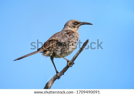 Hood mockingbird (Mimus macdonaldi) on Espanola Island, Galapagos National park, Ecuador. It is endemic to Espanola Island.