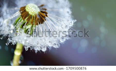 Beautiful dew drops on dandelion seed macro. Beautiful soft blue background. Water drops on parachutes dandelion. Copy space. soft focus on water droplets. abstract background. Macro nature