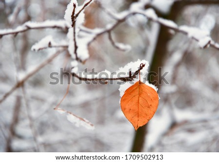 Yellow autumn tree leaf hanging on a branch covered with snow in winter. Blurred background, without people, nature of Siberia