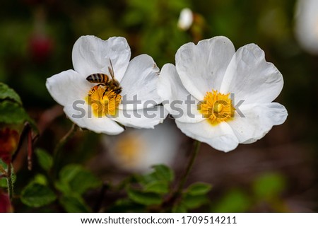 Closeup of honey bee with small white flowers
