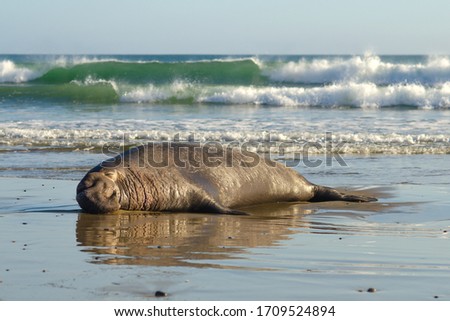 Sea elephant resting on the shore near the ocean, California