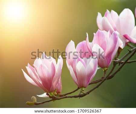 Purple magnolia and flower buds blooming in spring 