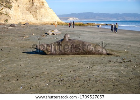 Sea elephant resting on the shore near the ocean, California