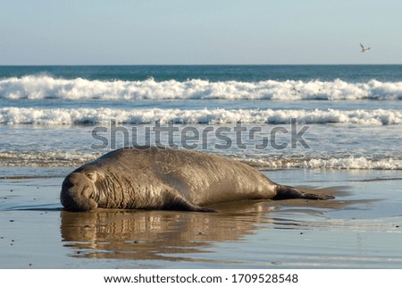 Sea elephant lies on a California beach