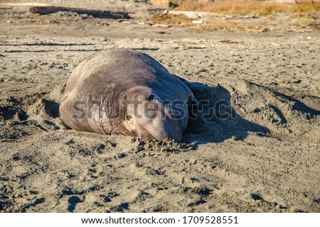 Sea elephant lies on a California beach