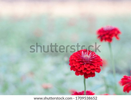 Chrysanthemum blooming in the autumn garden. The red chrysanthemum background image has a blurred background. There is space to design and insert text.