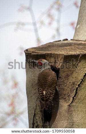 A picture of a Northern flicker resting on a tree where it made its nest.  Vancouver BC Canada
