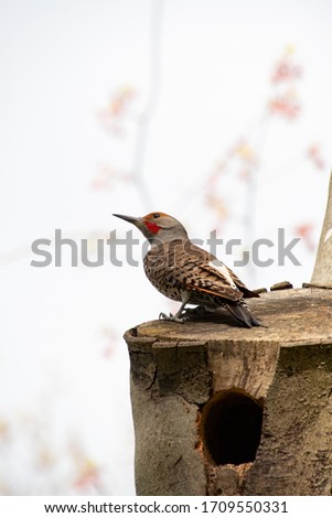 A picture of a Northern flicker resting on a tree where it made its nest.  Vancouver BC Canada 

