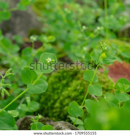 The close up of various green fresh botany plant in forest background.