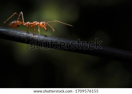 Red Ant Running On The Wire Beautiful Picture