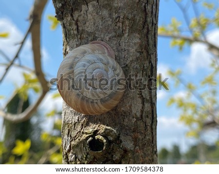 A big snail on the tree