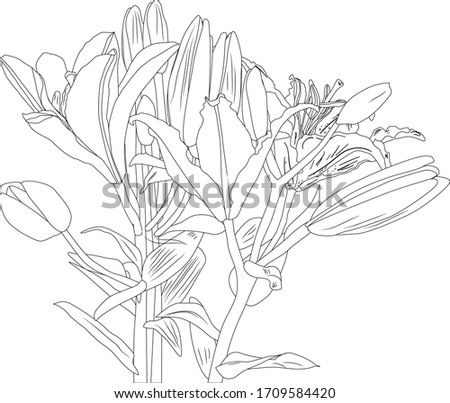 illustration with black lily flowers silhouette isolated on white background