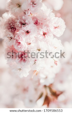 Sakura blossom close up. Beautiful sakura blossom. Tender spring picture. Spring pink flowers. Beautiful pink background. Spring flowering tree close-up. Spring blossom background. Blooming tree.