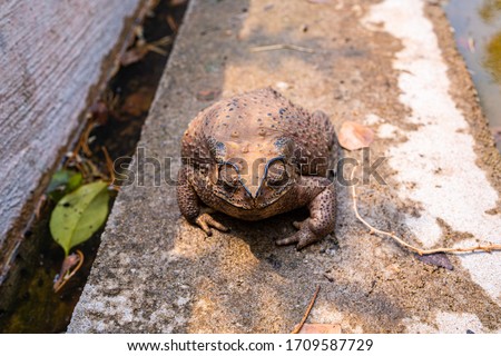 Macro close-up Thai toad.Front view.Thailand. Big bony headed toad or Spadefoot frog or Buffalo toad. Amphibian animal closeup. 