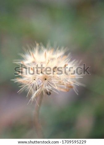  Closeup white seeds of flower ( dandelion) with green blurred background and blur macro image , flower in garden ,sweet color ,soft focus ,blur macro flowers in nature,macro dry plant in garden