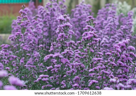 Purple flowers bloom in the garden, flowers in the garden, Purple Michaelmas Daisies (Aster sp.)