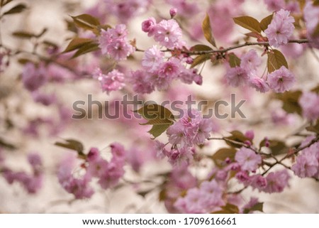 Blossoming branches of pink Japanese cherry - Sakura tree 